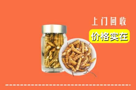 龙湖区回收散虫草